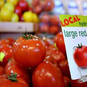 Hydroponic Tomato and Watercress Caprese