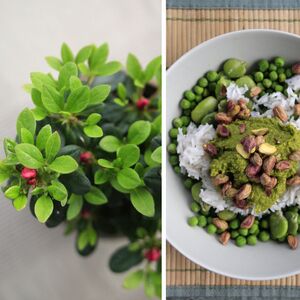 Kale - pistachio pesto with pea and broad bean