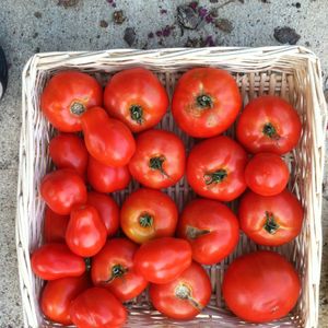 Roasted Tomato Eggplant Melts